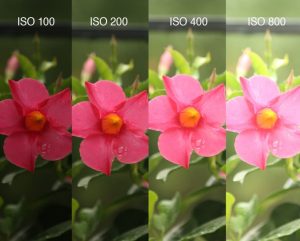 ISO máy ảnh là gì? Quy tắc sử dụng ISO bạn nên biết!