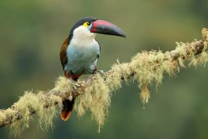 Tiêu cự máy ảnh là gì?